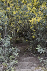 Path