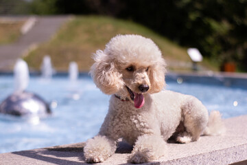 white miniature poodle