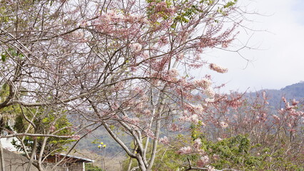 spring in the Pink Shower Tree (Taiwan)7