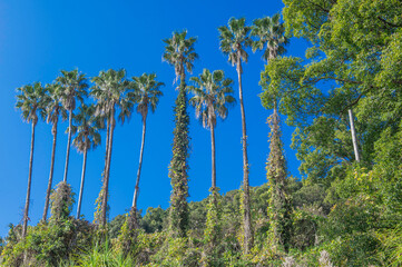 晴れた日のワシントンヤシの木