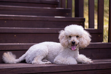 white poodle dog