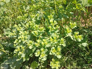 Euphorbia helioscopia plant or sun spurge plant or madwoman's milk plant