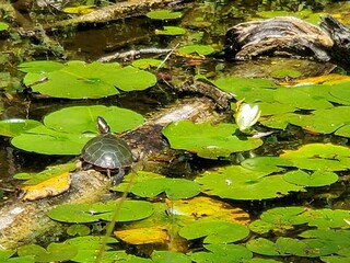 turtle in the pond