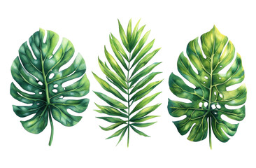 Green leaves isolated png