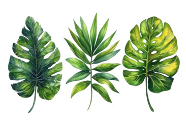 Fototapete Monstera Green leaves isolated png