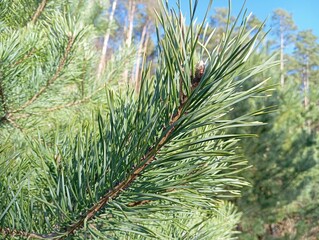 pine branches
