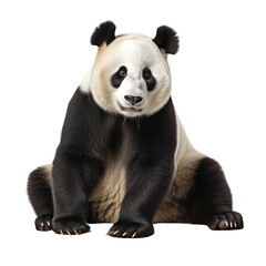 Giant panda bear isolated on transparent or white background