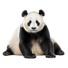 Giant panda bear isolated on transparent or white background