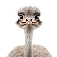 Ostrich isolated on transparent or white background