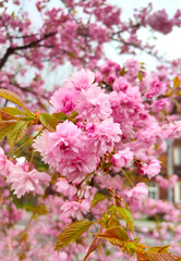 flowering tree pink flowers