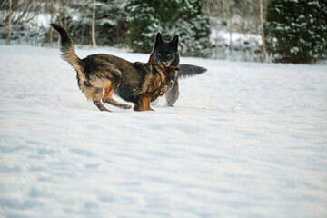 Black and gray German Shepherd dogs playing in a snowy meadow on a sunny winter day in Skaraborg Sweden