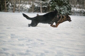 Black and gray German Shepherd dogs playing in a snowy meadow on a sunny winter day in Skaraborg Sweden