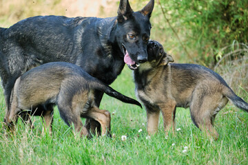 Gray German Shepherds and Gray German Shepherd puppies playing in a meadow in summer on a sunny day in Skaraborg Sweden