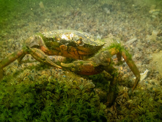 European Green Crab