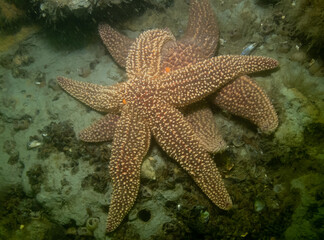 Forbes Sea Star