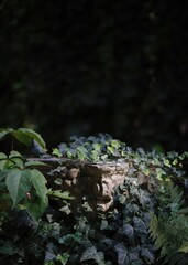 green ivy on the stone, black background