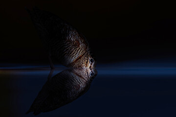 Woodcock photographed under moonlight. Dark nature background.