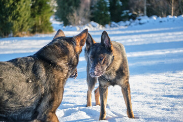 Black and gray German Shepherd dogs playing in a snowy meadow on a sunny winter day in Skaraborg Sweden