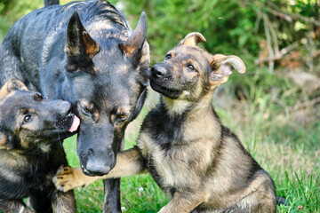 Gray German Shepherds and Gray German Shepherd puppies playing in a meadow in summer on a sunny day in Skaraborg Sweden