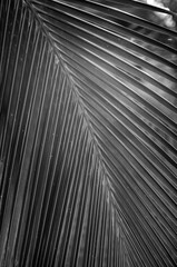 Obraz premium Black and White Closeup of a Serrated Palm Leaf