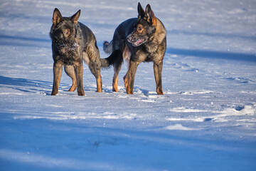 Black and gray German Shepherd dogs playing in a snowy meadow on a sunny winter day in Skaraborg Sweden