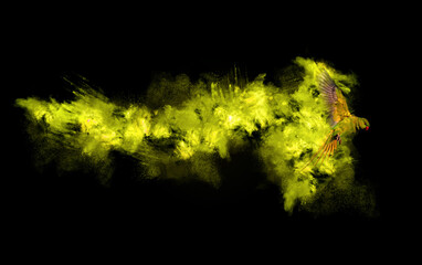 Flying parrot. Abstract wildlife. Dark background.