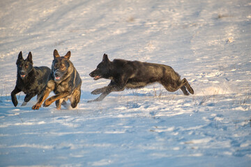 Naklejka premium Black and gray German Shepherd dogs playing in a snowy meadow on a sunny winter day in Skaraborg Sweden