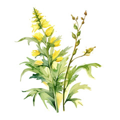 watercolor vector of Mullein (Agrimonia), isolated on a white background, Illustration Painting, Drawing clipart.