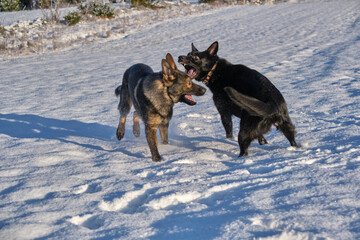 Black and gray German Shepherd dogs playing in a snowy meadow on a sunny winter day in Skaraborg Sweden