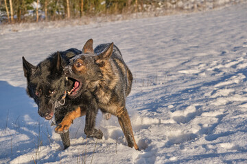 Black and gray German Shepherd dogs playing in a snowy meadow on a sunny winter day in Skaraborg Sweden