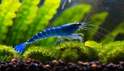 Obraz na płótnie Canvas Blue dream neocaridina freshwater shrimp aquarium pets