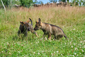 Gray German Shepherds and Gray German Shepherd puppies playing in a meadow in summer on a sunny day in Skaraborg Sweden