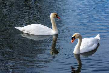 Schwäne im Ludwig-Donau-Main-Kanal