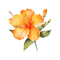 Hand drawn watercolor vector of orange hibiscus flower, isolated on a white background.