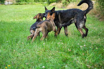 Gray German Shepherds and Gray German Shepherd puppies playing in a meadow in summer on a sunny day in Skaraborg Sweden
