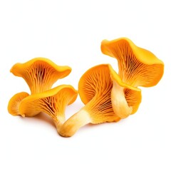 Delicious Chanterelle Mushrooms Freshly Picked and Ready to Cook
