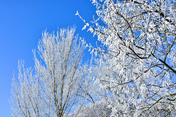 Raureif auf Bäumen unter blauem Himmel