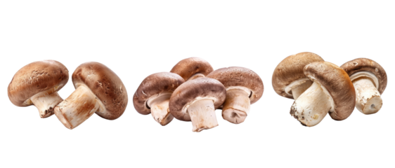 Brown champignon or portobello mushroom isolated transparent background