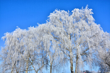 Raureif auf Bäumen unter blauem Himmel