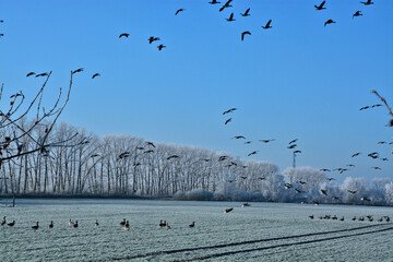 Wildgänse in der Luft und auf dem Feld und Bäume mit Raureif