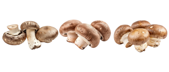 Brown champignon or portobello mushroom isolated transparent background
