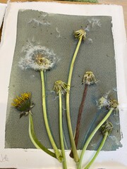 making a picture with cyanotype / blueprint technique, using fresh dandelion flowers and leaves