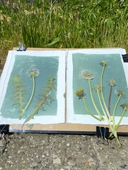 making a picture with cyanotype / blueprint technique, using fresh dandelion flowers and leaves