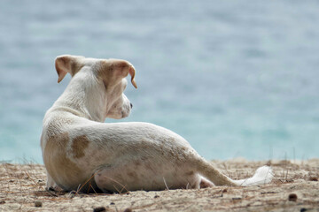 Portrait of a cute feral dog at beach in Mauritius
