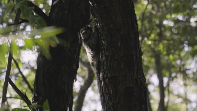 Black-tufted marmoset chewing on an ant taken from the tree trunk, looks around while eating