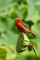 Portrait of an adorable Red Cardinal Fody sitting on lotus lily