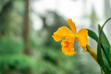 Tropical yellow orchids. orchids bloom. intricate details of petals and surrounding foliage...