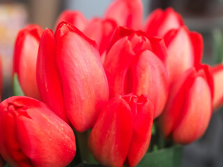 Fototapeta premium Beautiful new bundle of red shining tulips