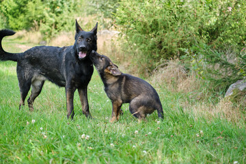 Gray German Shepherds and Gray German Shepherd puppies playing in a meadow in summer on a sunny day in Skaraborg Sweden