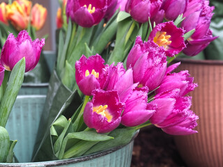 Beautiful new bundle of pink shining tulips in pottery